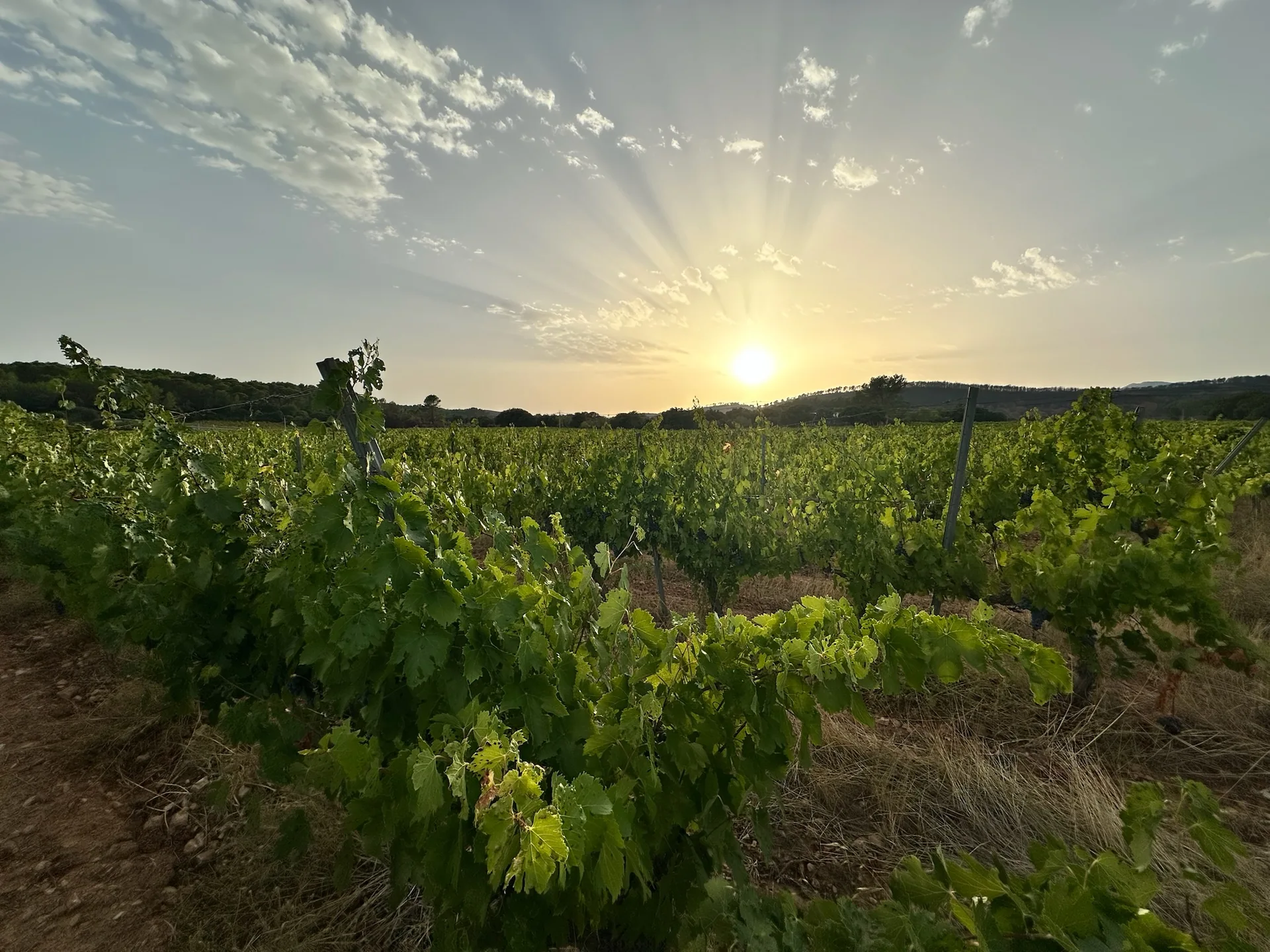 Een wijngaard in de Provence bij zonsondergang